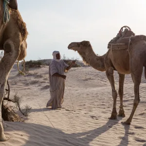 Provide a Camel