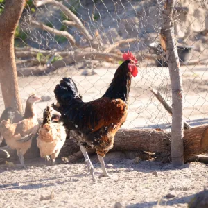 10 Chickens