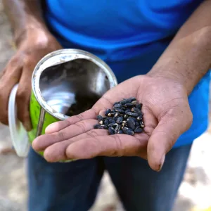 Seeds